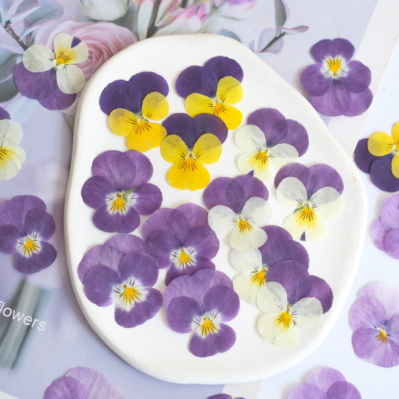 Photo Beauty Makeup - 12 pièces, nature pensée fleur séchée